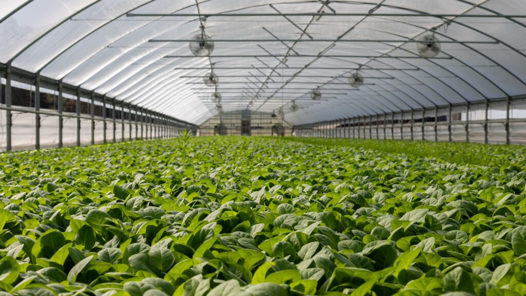 11 Greenhouse Laborer Jobs In Canada With Visa Sponsorship